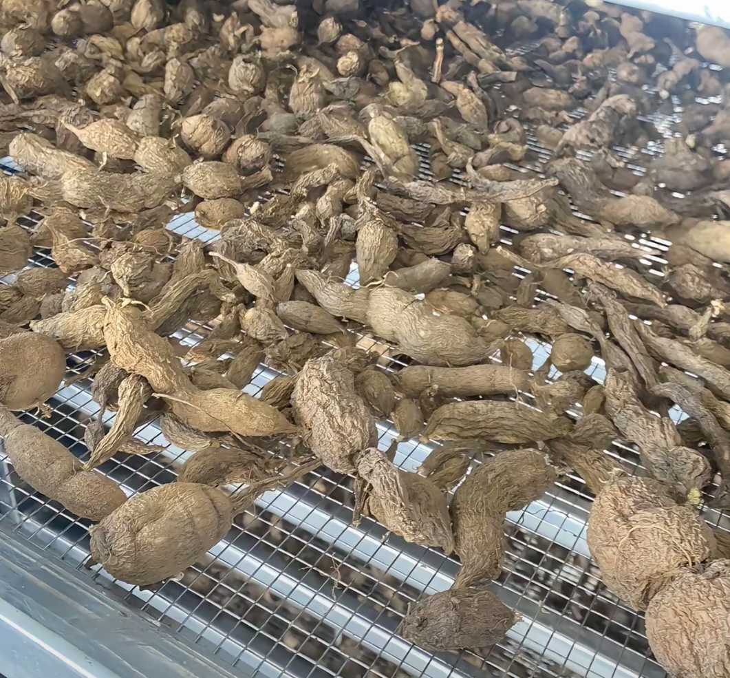 空气能烘干金果榄：工艺要点与提质增效全解析