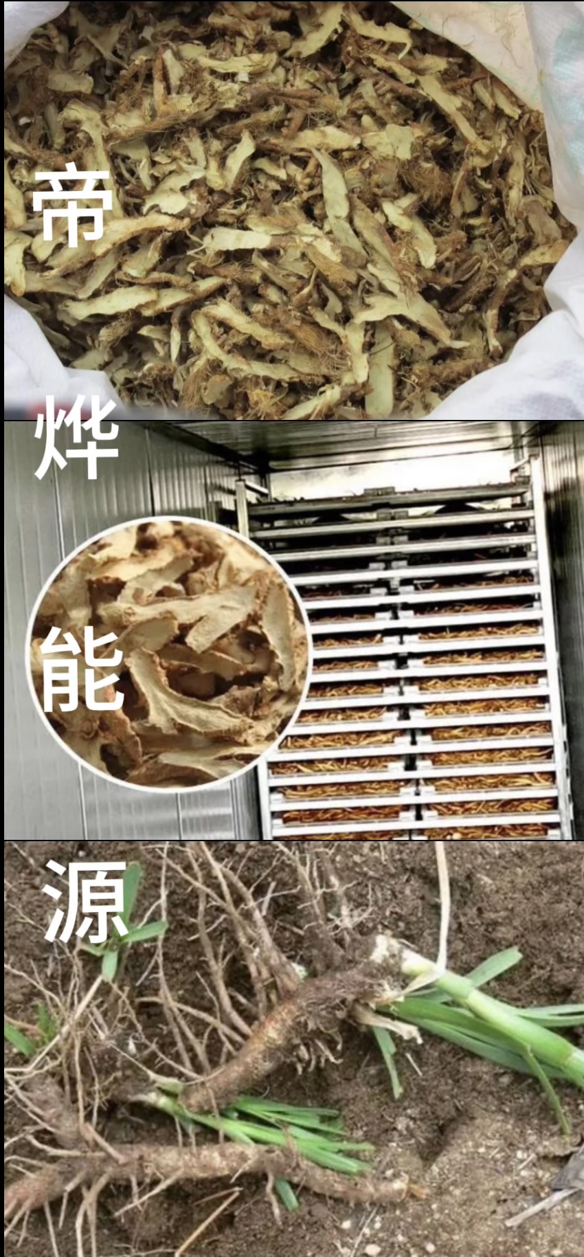 知母烘干