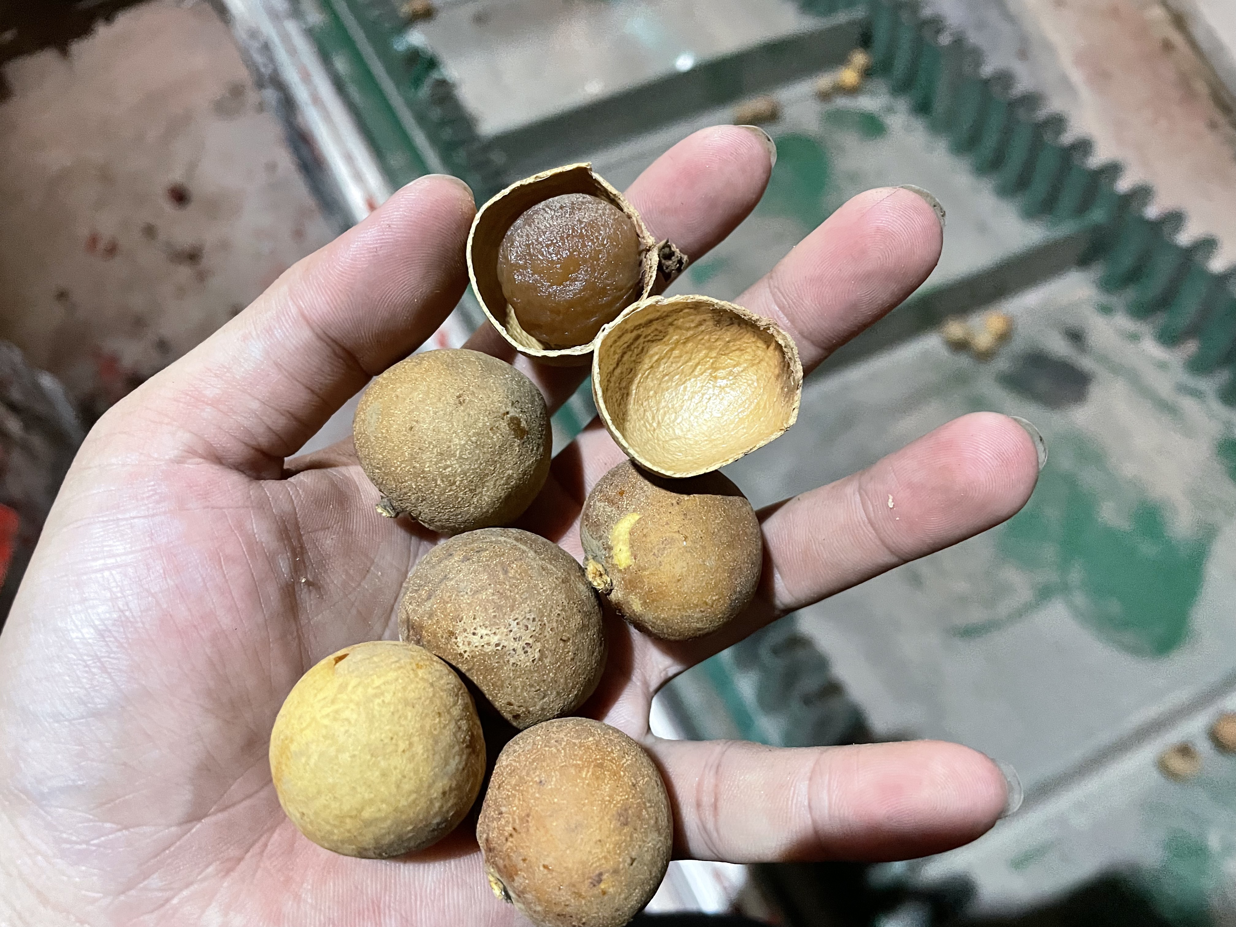 龙眼烘干项目