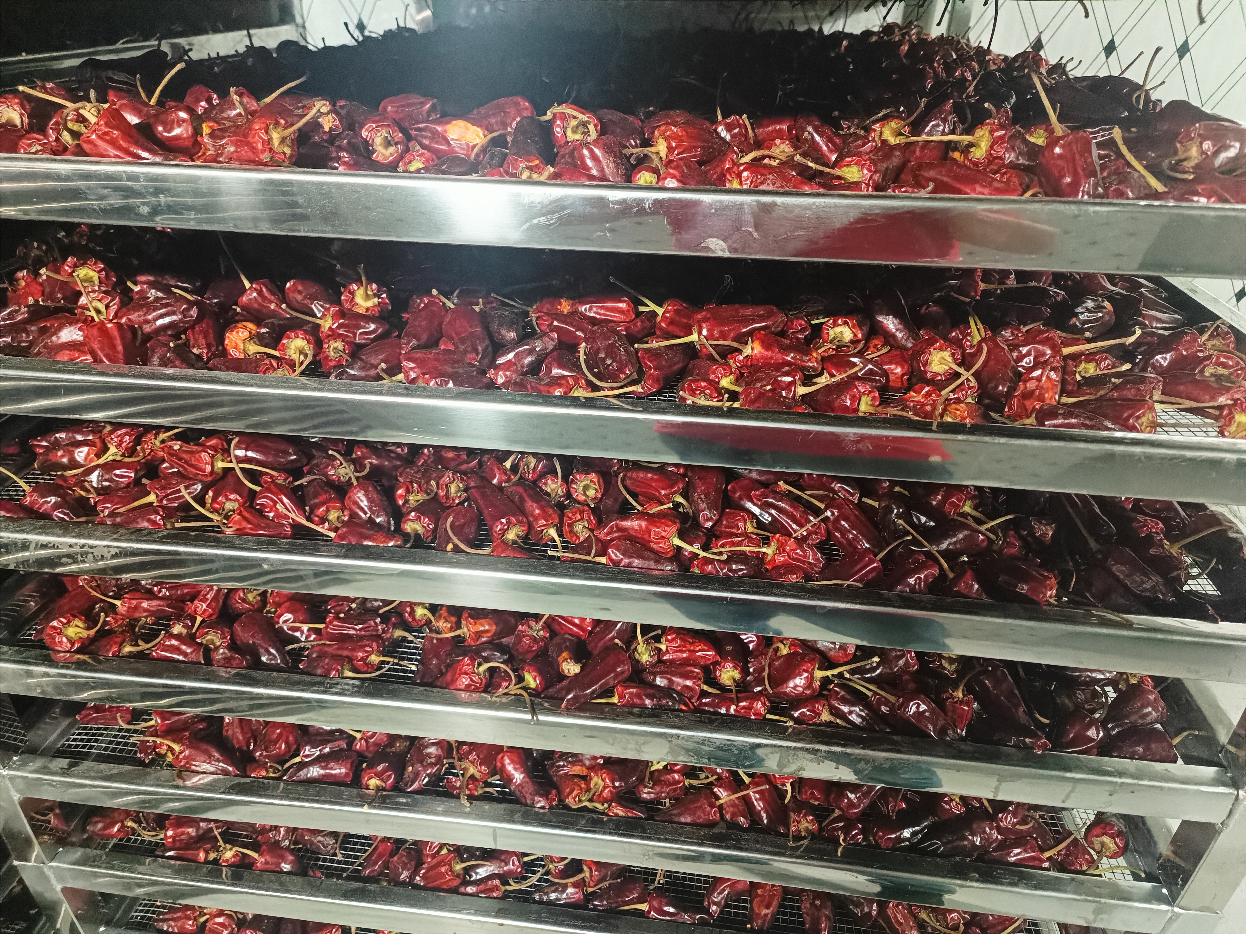 阳江辣椒烘干项目