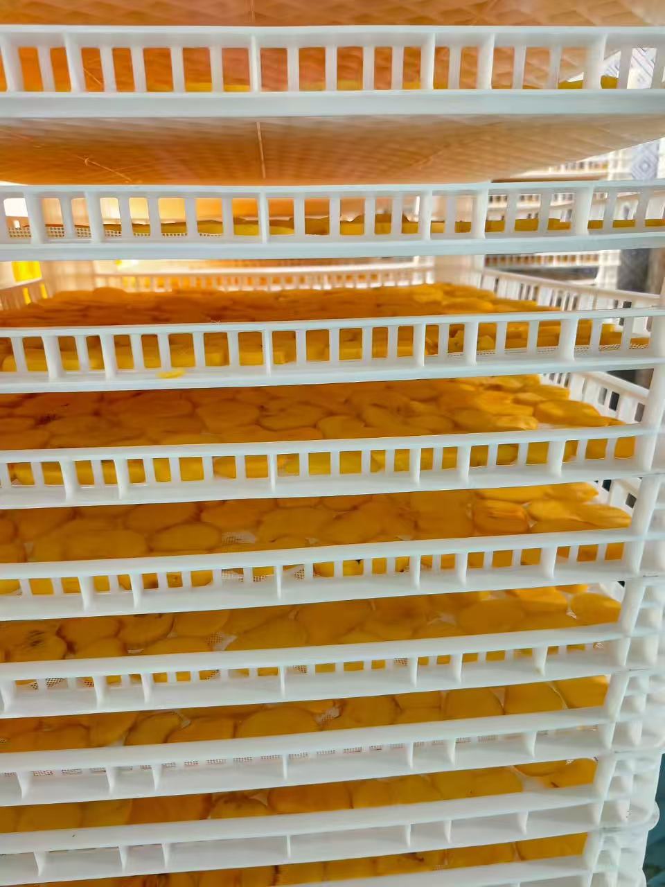 柿饼片烘干项目