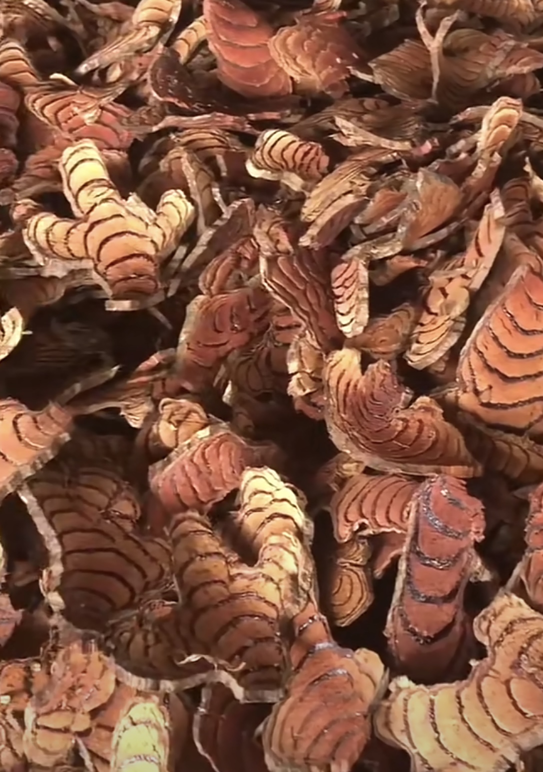 鸡血藤怎么烘干？