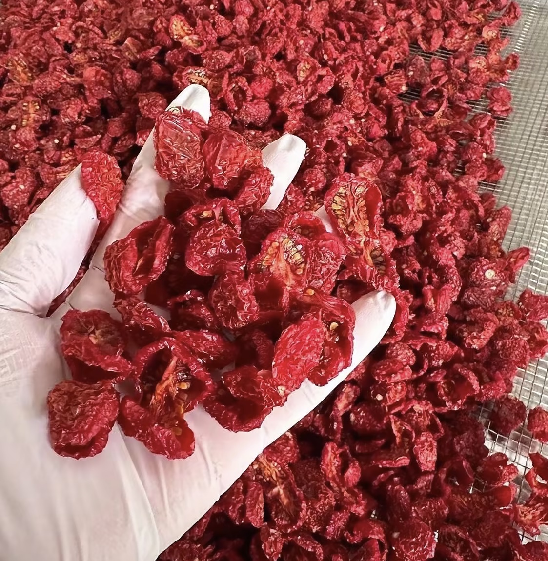 小番茄烘干工艺成熟，空气能烘干更稳定