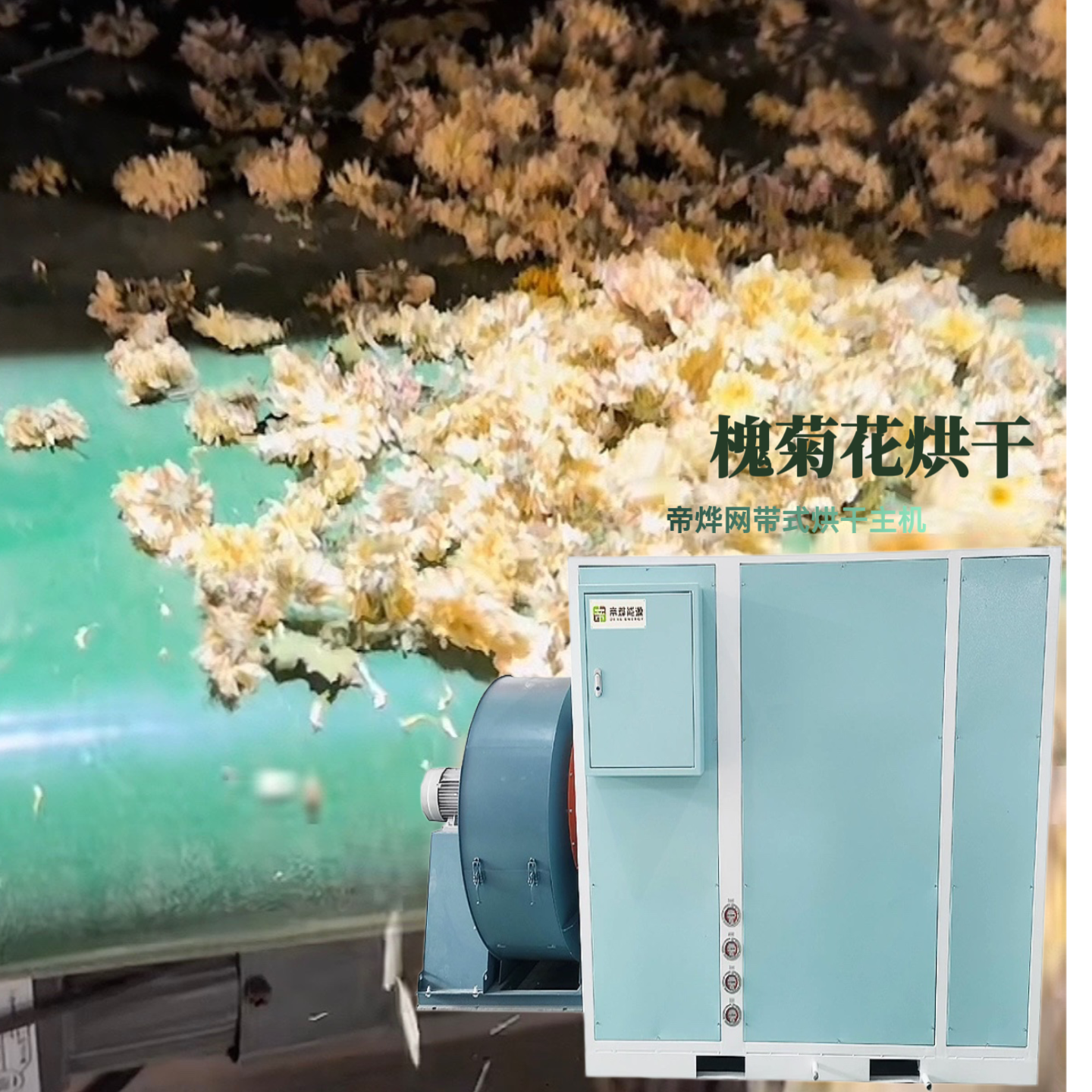 槐菊花烘干方案