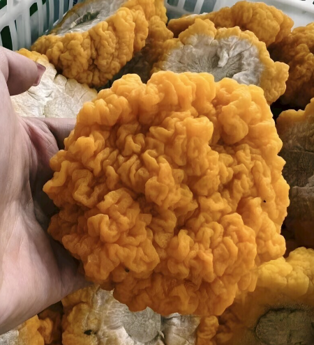金耳烘干工艺的详细步骤